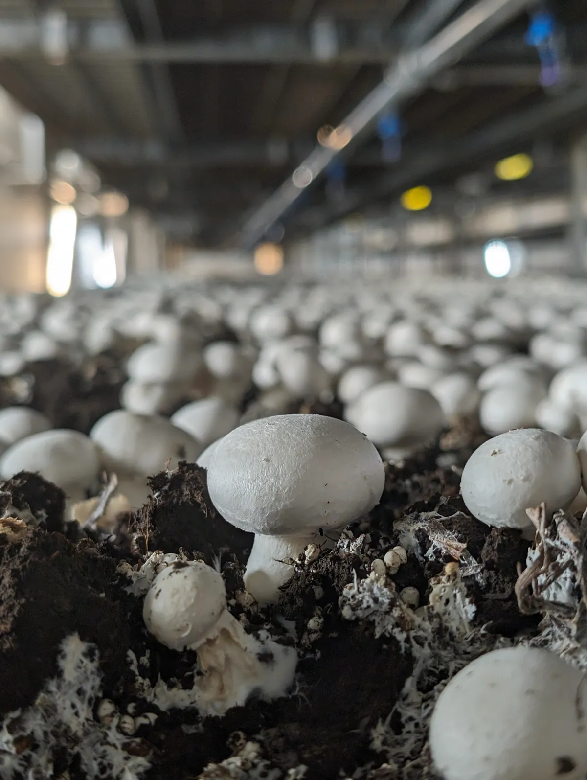 Gros plan de champignons Champag